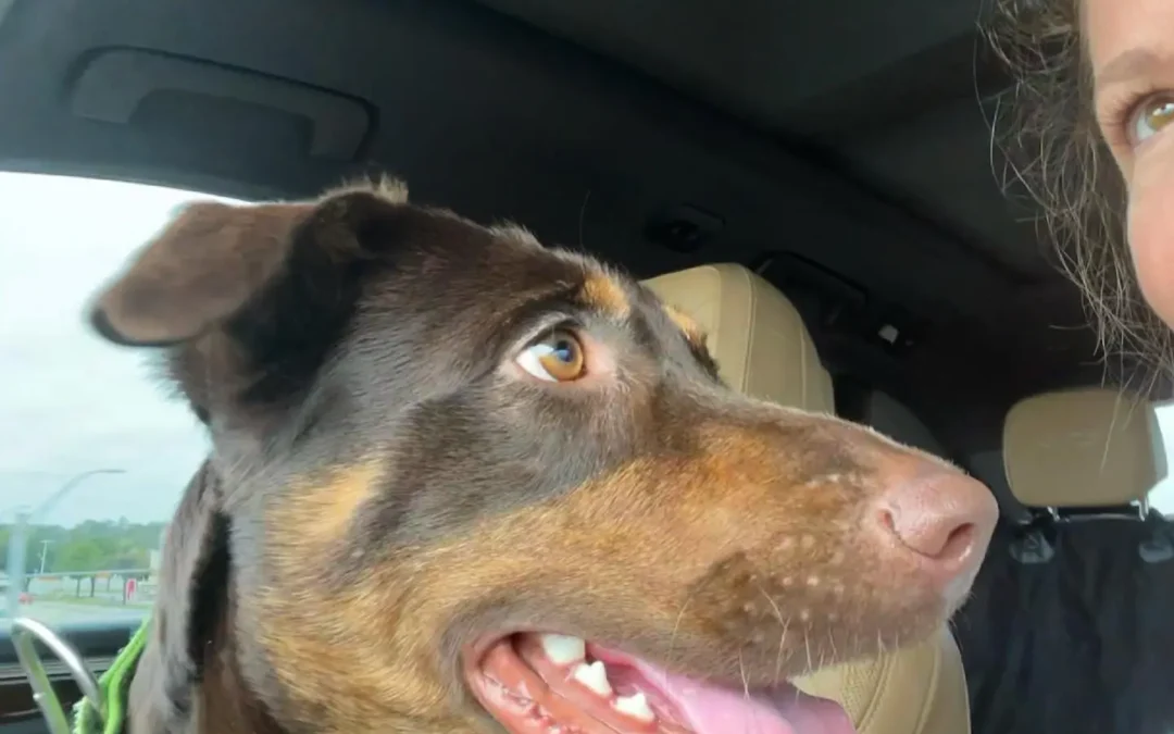 Meet Houston Petset Grantee Partner: Our Pet Project