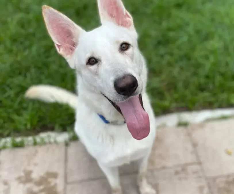 Meet Houston Petset Grantee Partner: Cypress Lucky Mutt