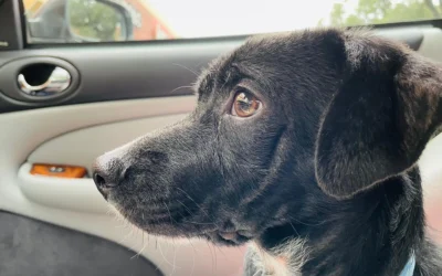 Chip’s Story