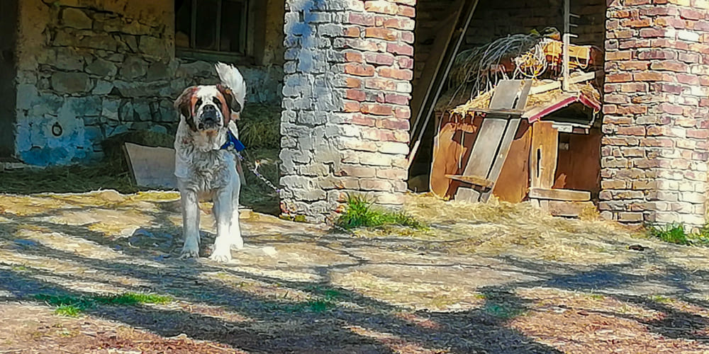 Update On The Safe Outdoor Dogs Act: Vetoed By Tx Governor