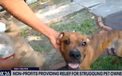 Houston Petset Funds Free, Emergency Veterinary Services For Pet Owners In Need