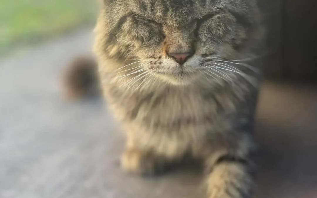 Emma The Kitten Sees A Brighter Future