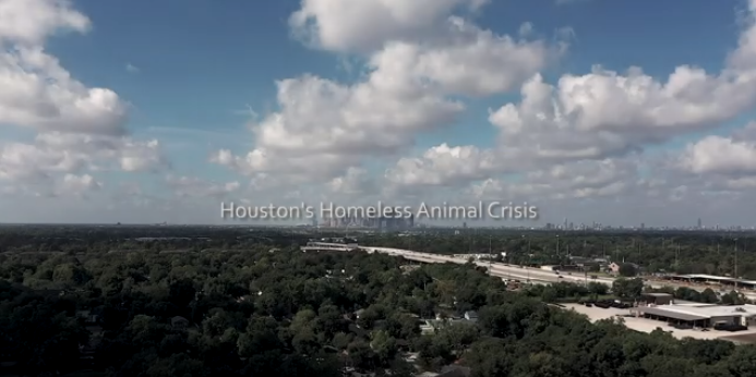 Houstons Homeless Animal Crisis