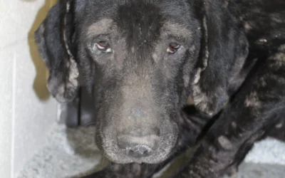 Houston Petset Steps Up To Transport Neglected Animals To Safety