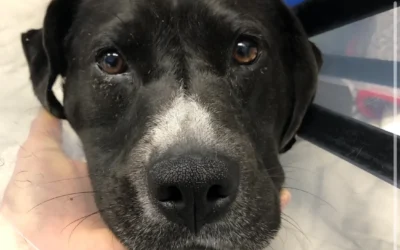 Houston Petset Emergency Grant Saves Maverick’s Life