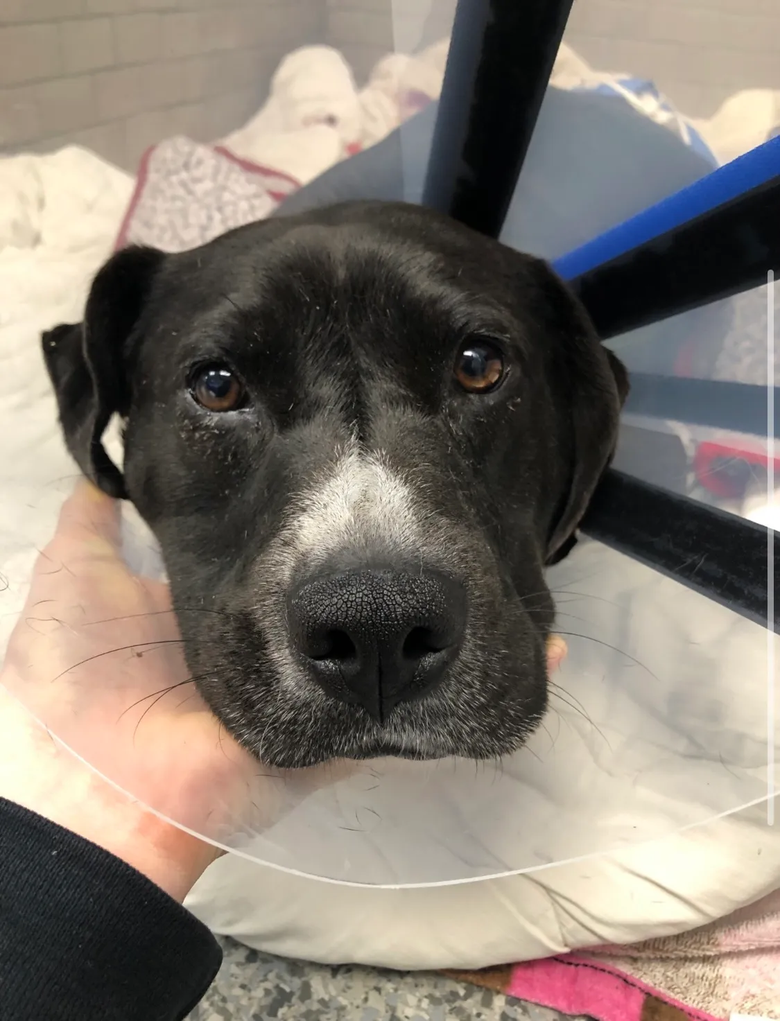 Houston Petset Emergency Grant Saves Maverick’s Life - Houston PetSet