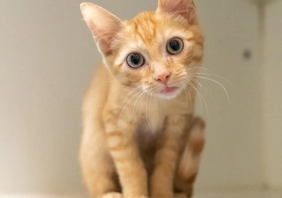 Meet Houston Petset Grantee Partner: Citizens For Animal Protection