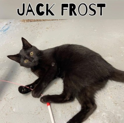 JackFrost JackFrost