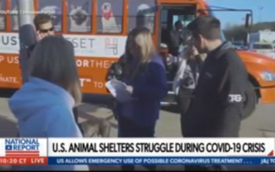 Newsmax Interviews Tena Lundquist Faust On Covid-19 Animal Welfare Impact