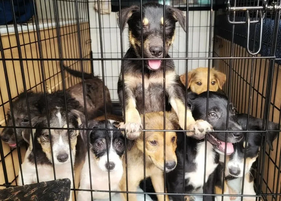 Meet Houston Petset Grantee Partner: Pearland Parvo Recovery Center