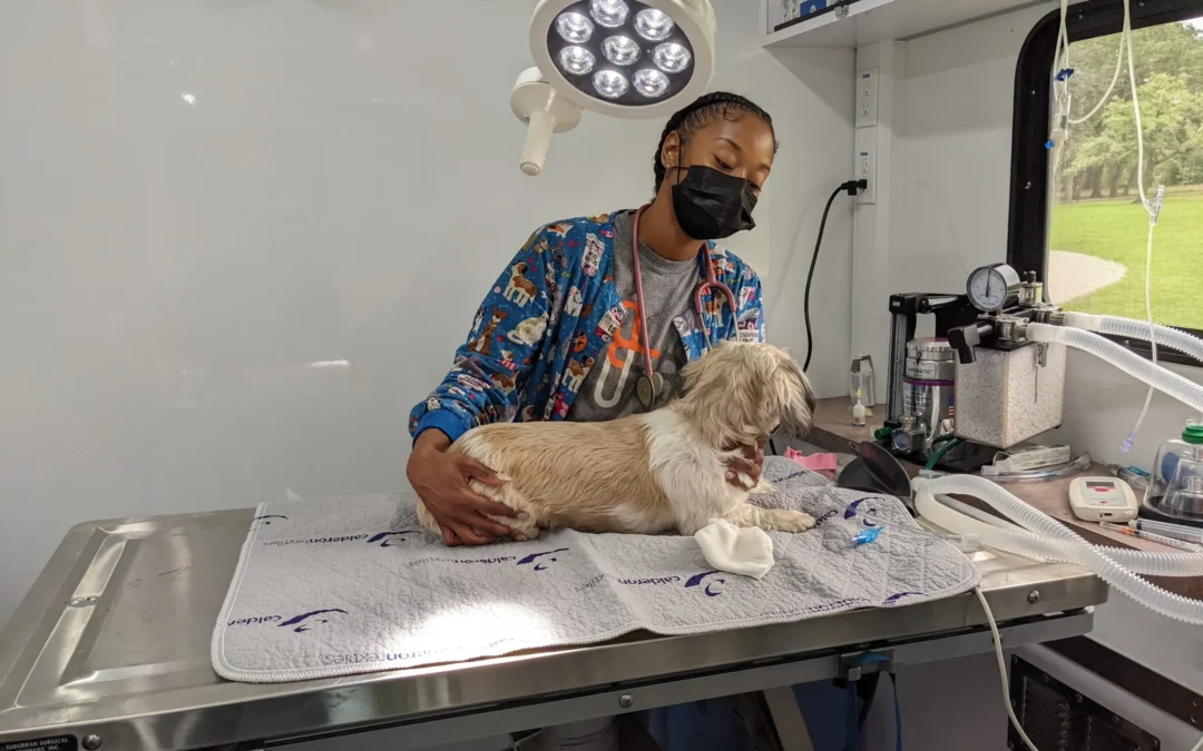 Ending Pet Homelessness One Surgery At A Time