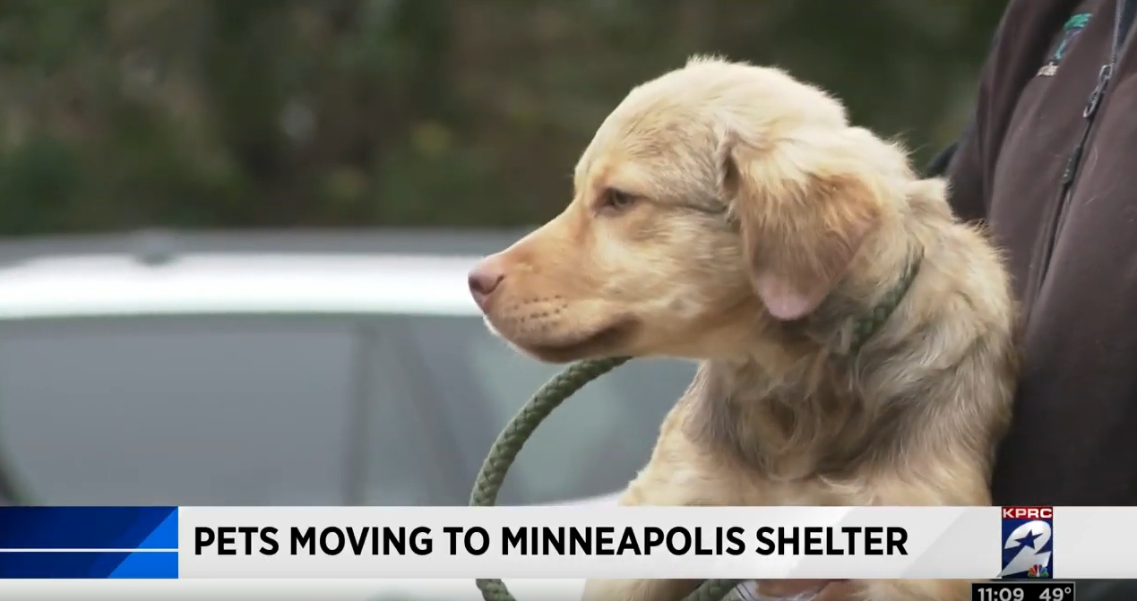 Pets Moving to Minneapolis (1)