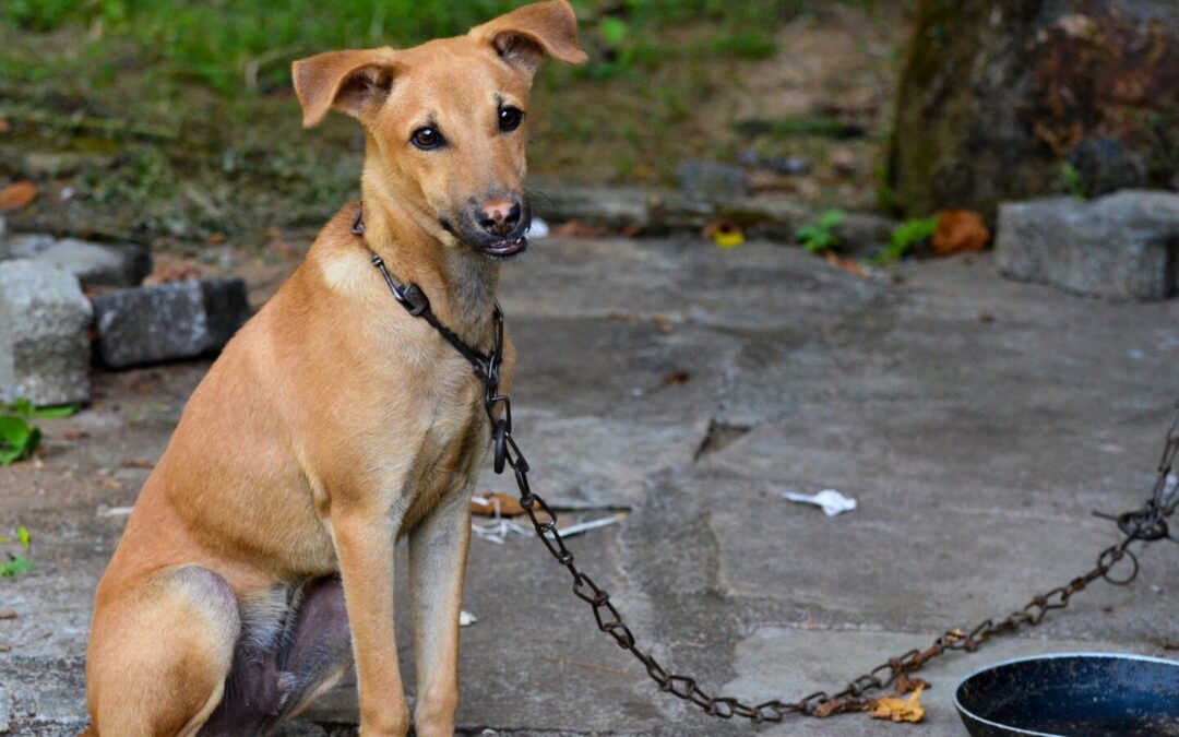 The Safe Outdoor Dogs Bill Passes The House & Senate!