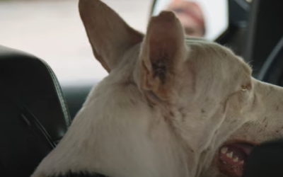 What Life Is Like For Houston’s Homeless Animals
