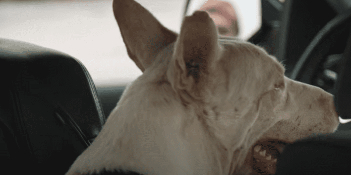 White dog for video