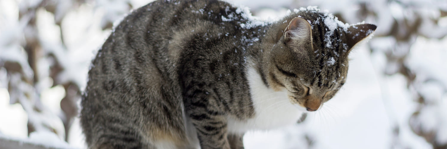 cold cat (1)