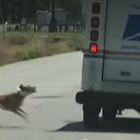 dog attack usps