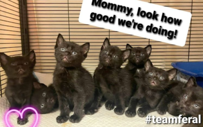 Meet Houston Petset Grantee Partner: #teamferal