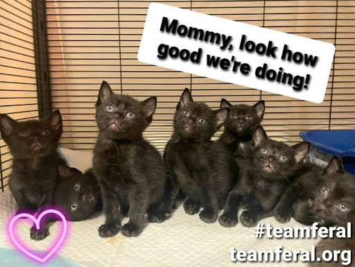 Meet Houston Petset Grantee Partner: #teamferal