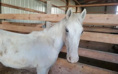 Meet Houston Petset Grantee Partner: Bluebonnet Equine Humane Society