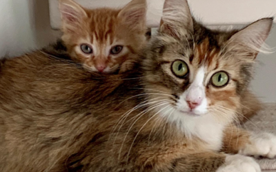 Meet Houston Petset Grantee Partner: Wolly Kitten Club